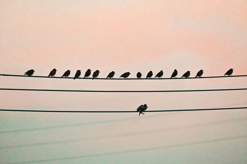 住まいのワンポイントアドバイス！【電線の鳥のフンにお困りの場合】