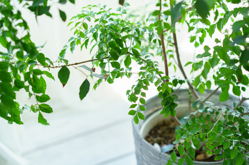 観葉植物どこに飾る？