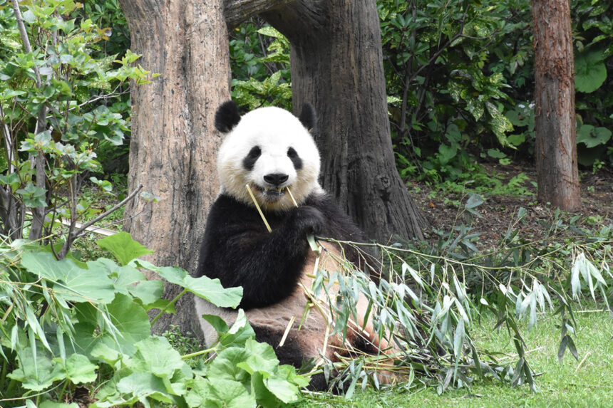 3月11日はパンダ発見の日