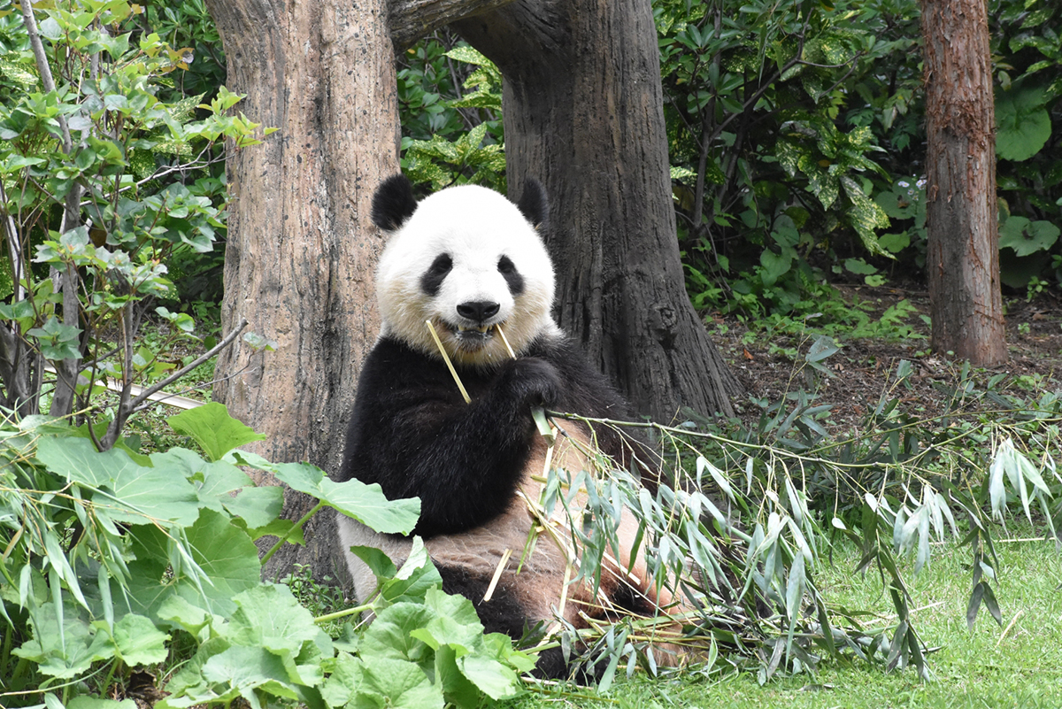 3月11日はパンダ発見の日